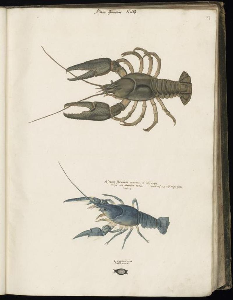 Animal drawings collected by Felix Platter, p1 - (165)