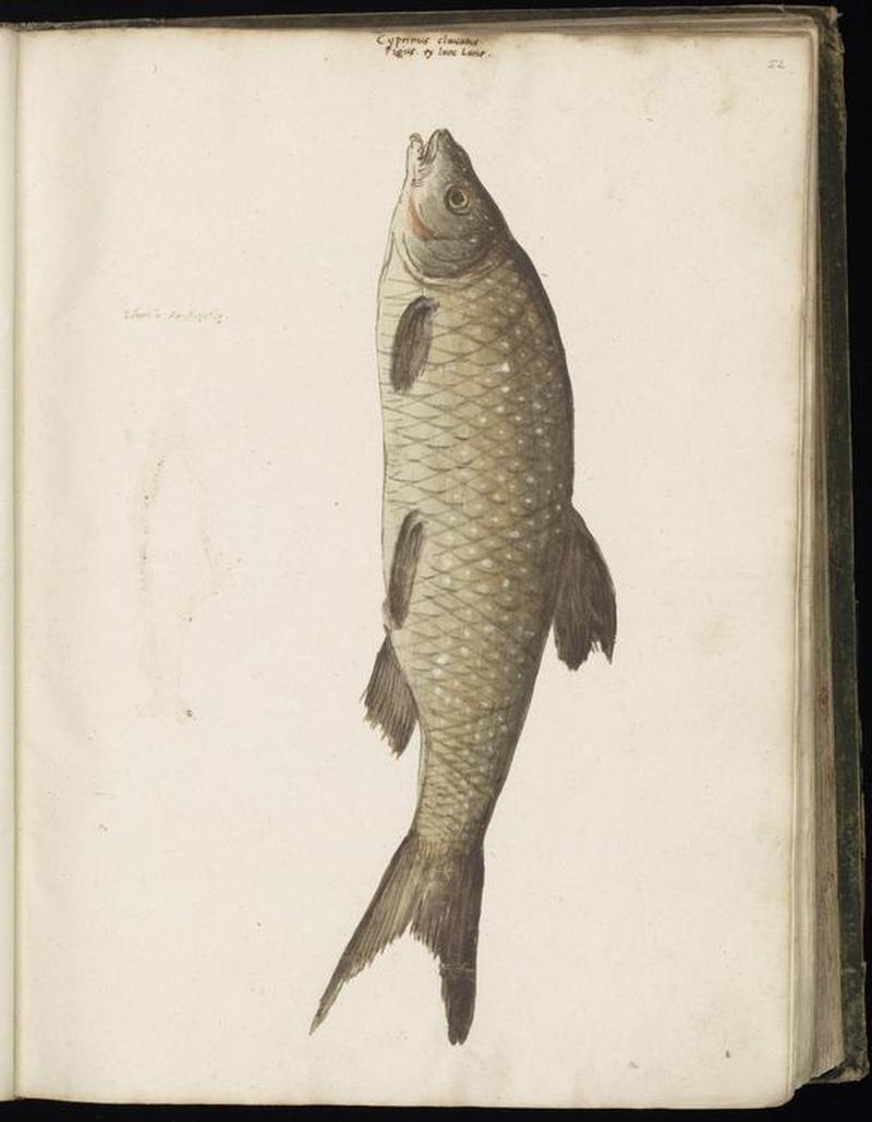 Animal drawings collected by Felix Platter, p1 - (166)