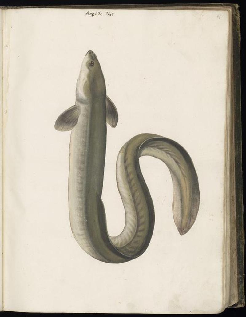 Animal drawings collected by Felix Platter, p1 - (168)