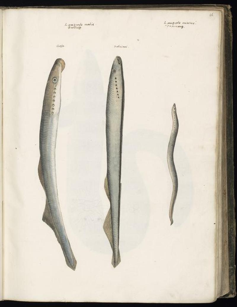 Animal drawings collected by Felix Platter, p1 - (169)