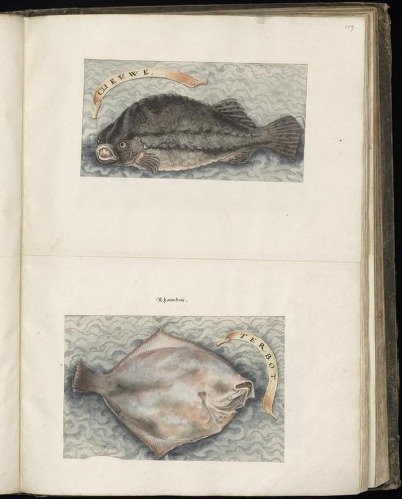 Animal drawings collected by Felix Platter, p1 - (17)
