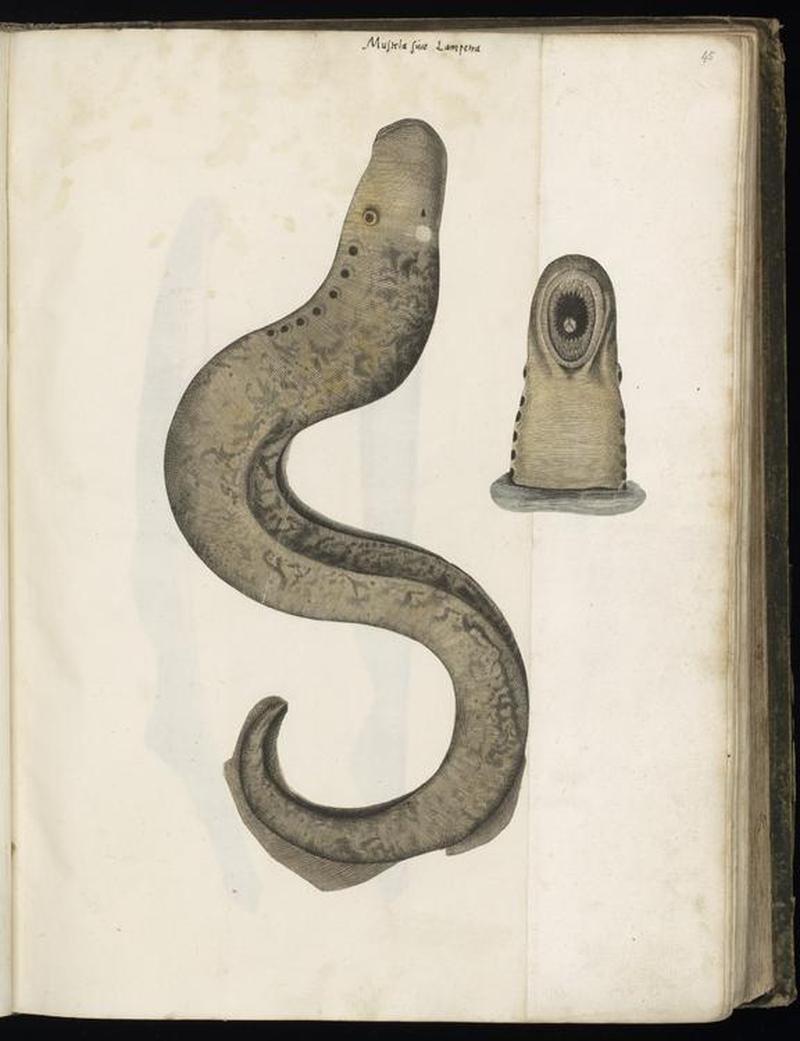 Animal drawings collected by Felix Platter, p1 - (170)