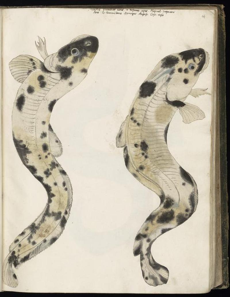Animal drawings collected by Felix Platter, p1 - (171)