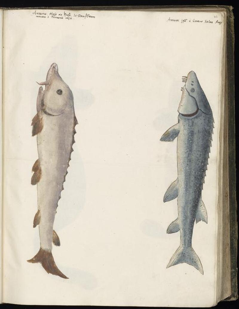 Animal drawings collected by Felix Platter, p1 - (172)
