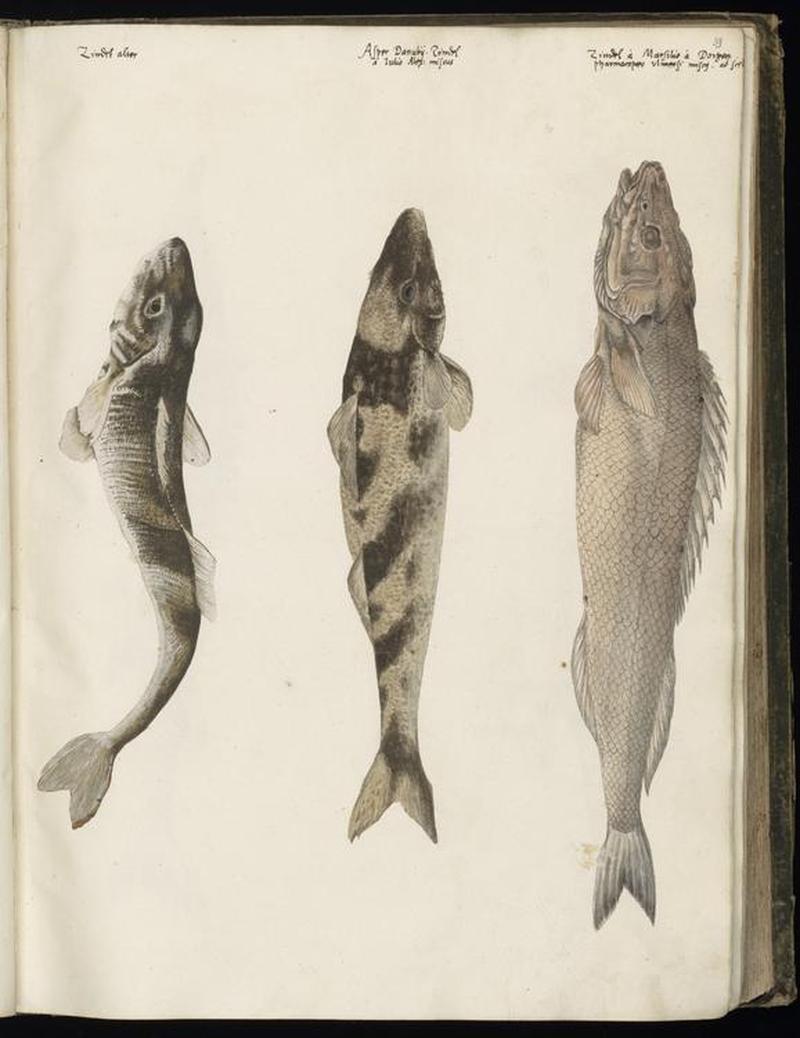 Animal drawings collected by Felix Platter, p1 - (173)