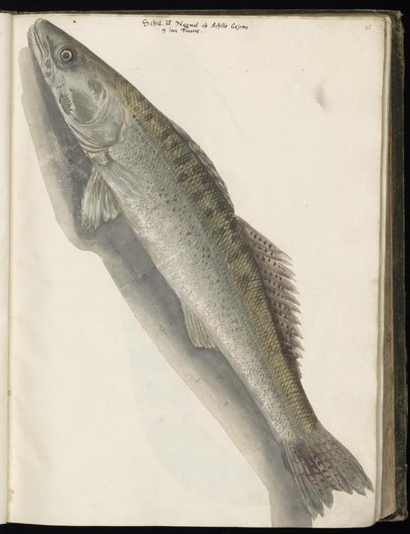 Animal drawings collected by Felix Platter, p1 - (175)