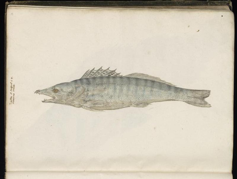 Animal drawings collected by Felix Platter, p1 - (176)