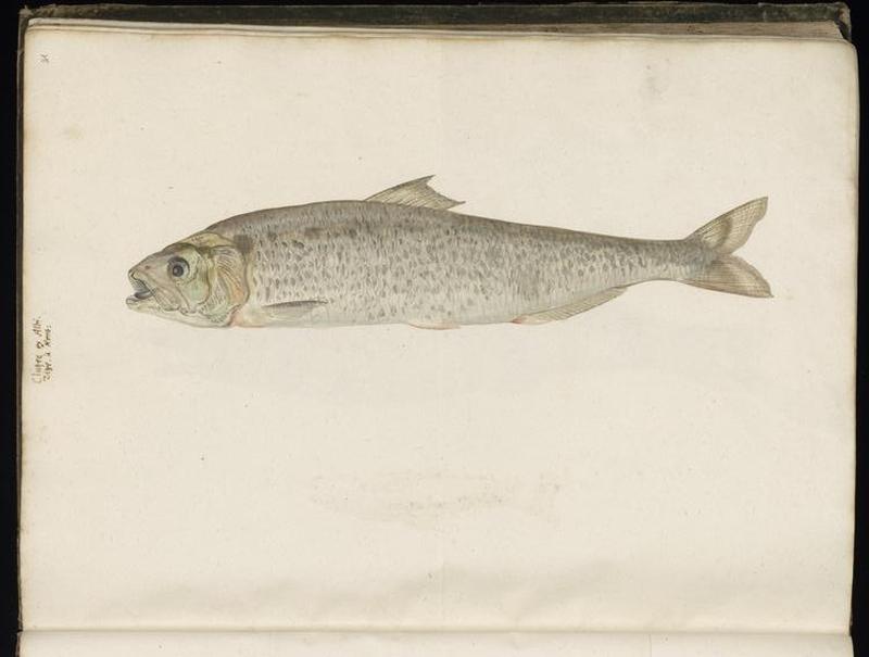 Animal drawings collected by Felix Platter, p1 - (177)