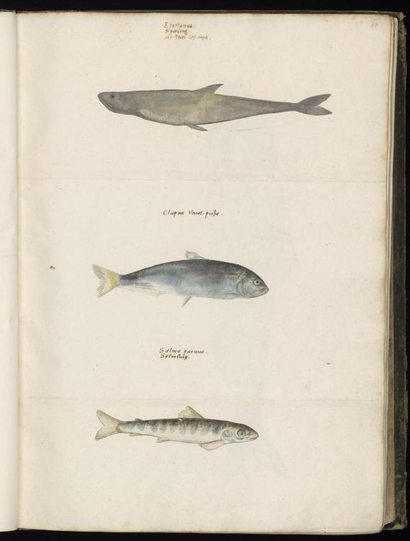 Animal drawings collected by Felix Platter, p1 - (178)