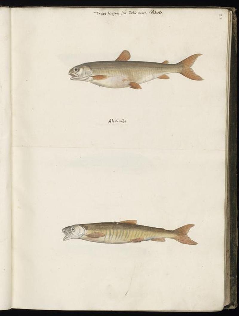 Animal drawings collected by Felix Platter, p1 - (179)