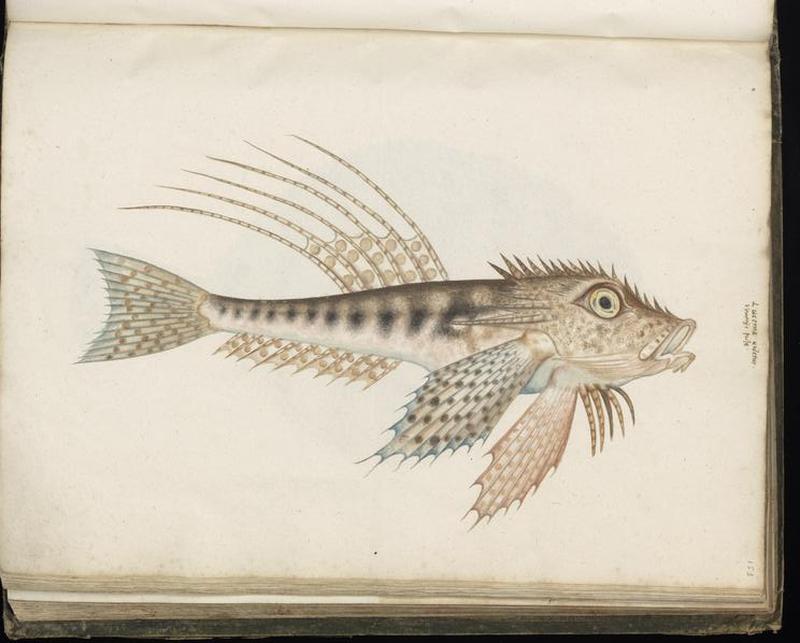 Animal drawings collected by Felix Platter, p1 - (18)