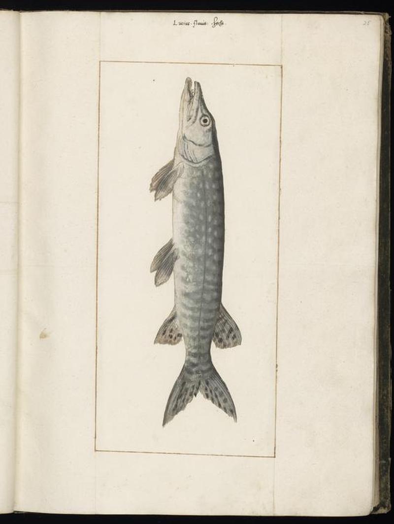 Animal drawings collected by Felix Platter, p1 - (181)