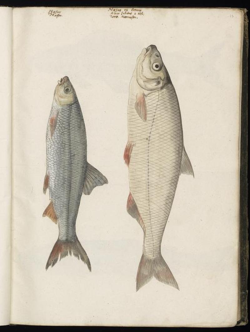 Animal drawings collected by Felix Platter, p1 - (182)
