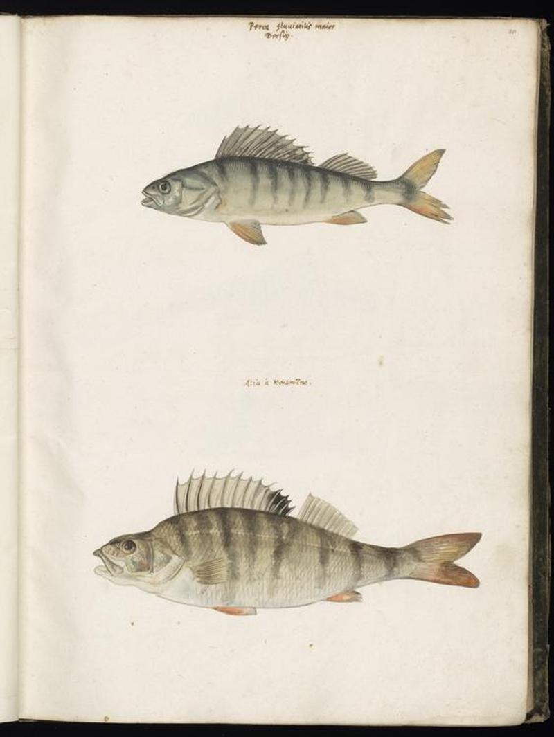 Animal drawings collected by Felix Platter, p1 - (183)