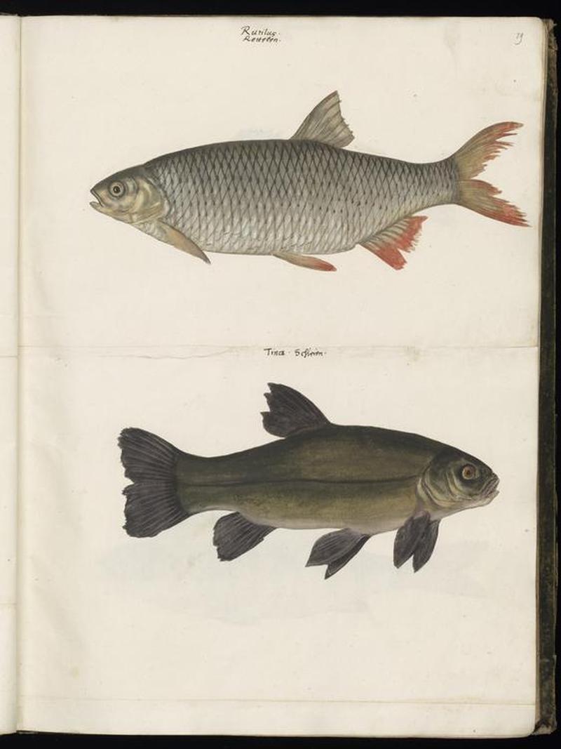 Animal drawings collected by Felix Platter, p1 - (184)
