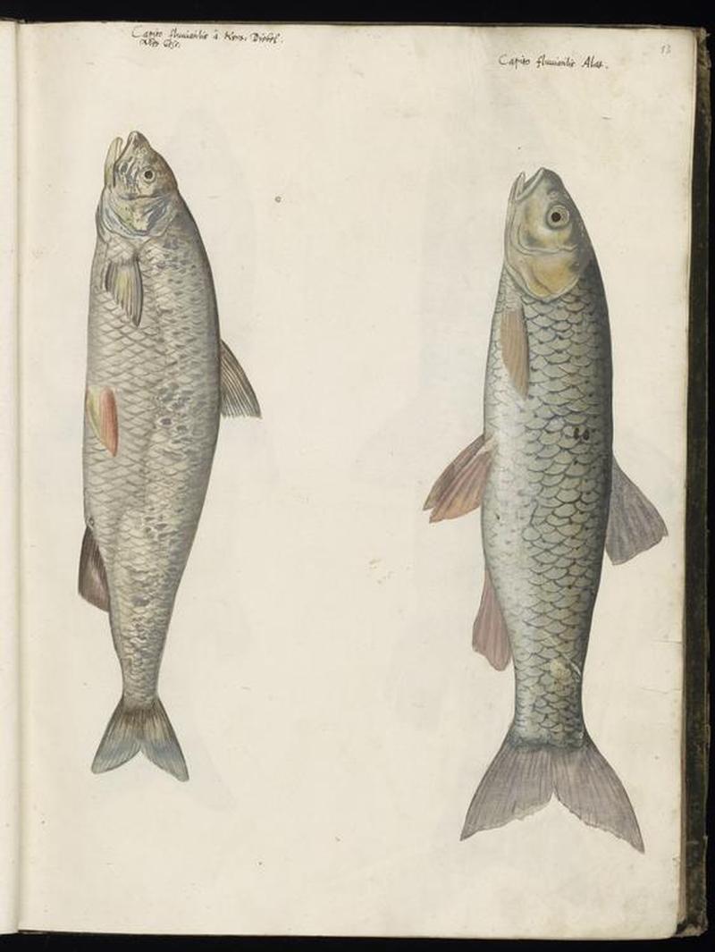 Animal drawings collected by Felix Platter, p1 - (185)