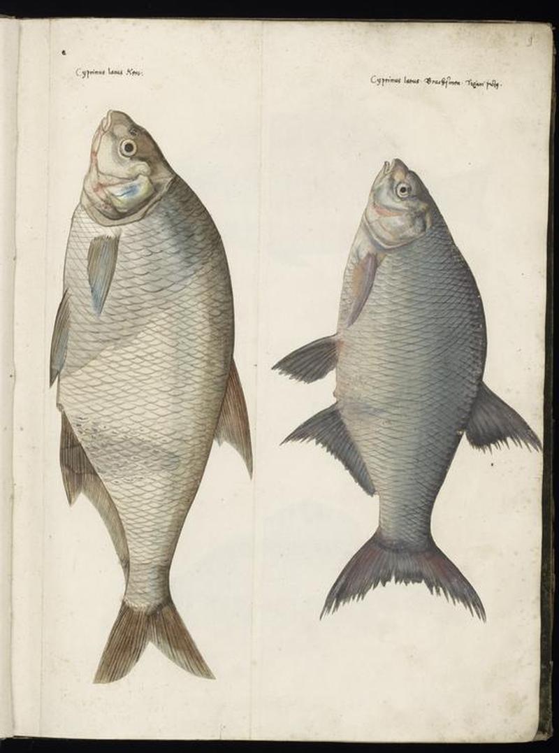 Animal drawings collected by Felix Platter, p1 - (186)