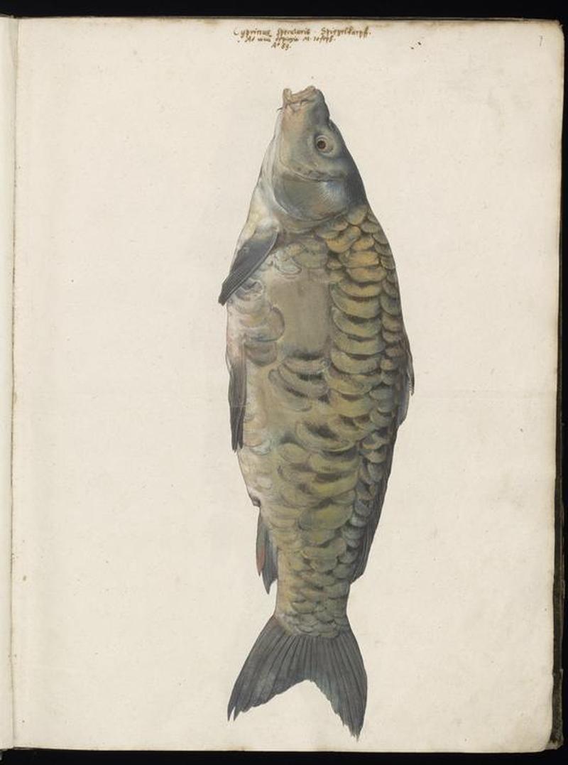 Animal drawings collected by Felix Platter, p1 - (187)