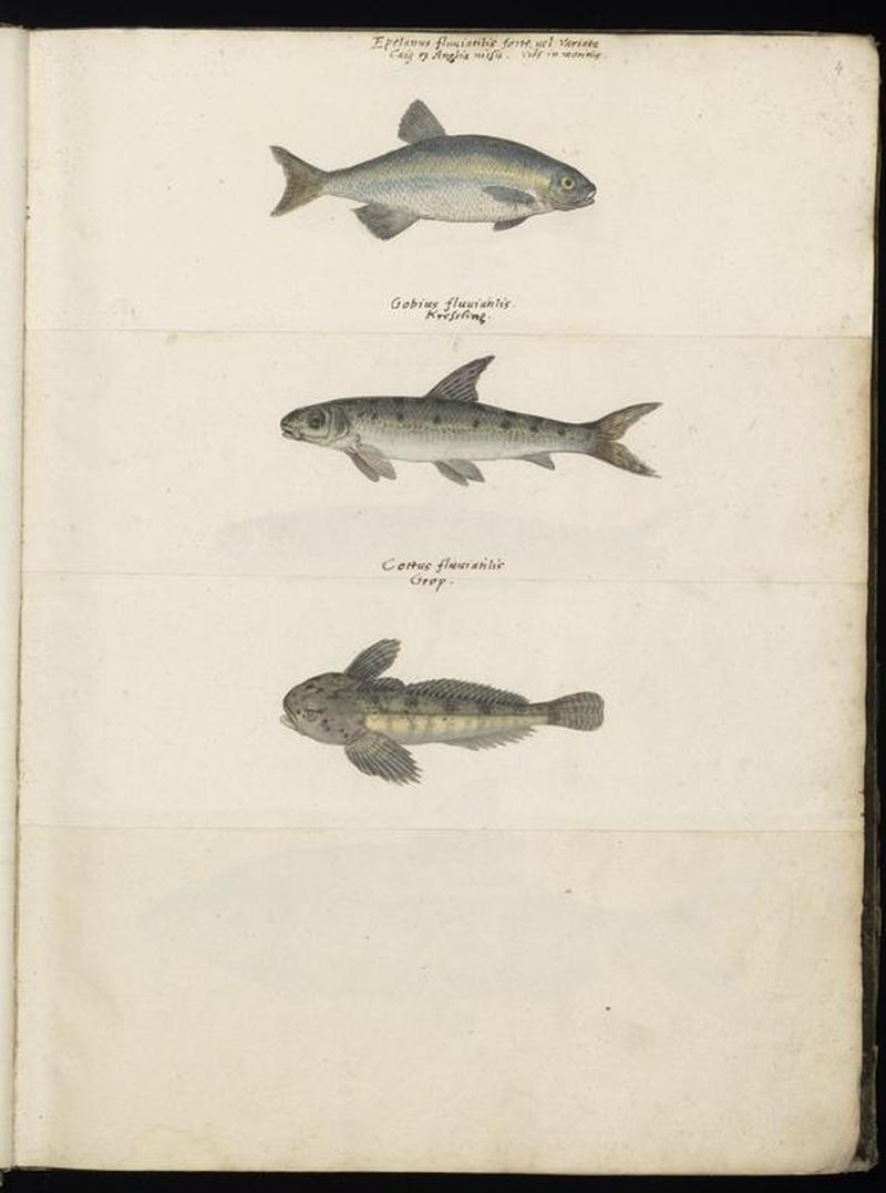 Animal drawings collected by Felix Platter, p1 - (188)