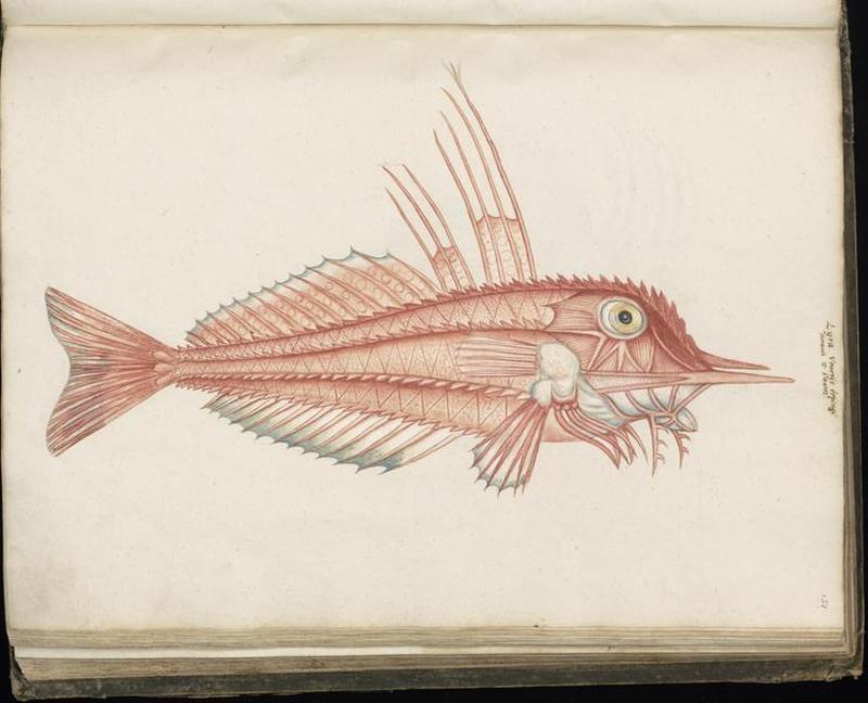 Animal drawings collected by Felix Platter, p1 - (19)