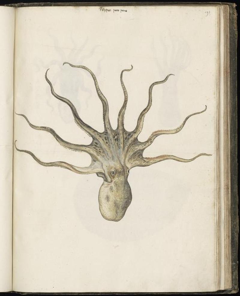 Animal drawings collected by Felix Platter, p1 - (2)