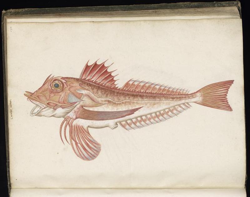 Animal drawings collected by Felix Platter, p1 - (20)