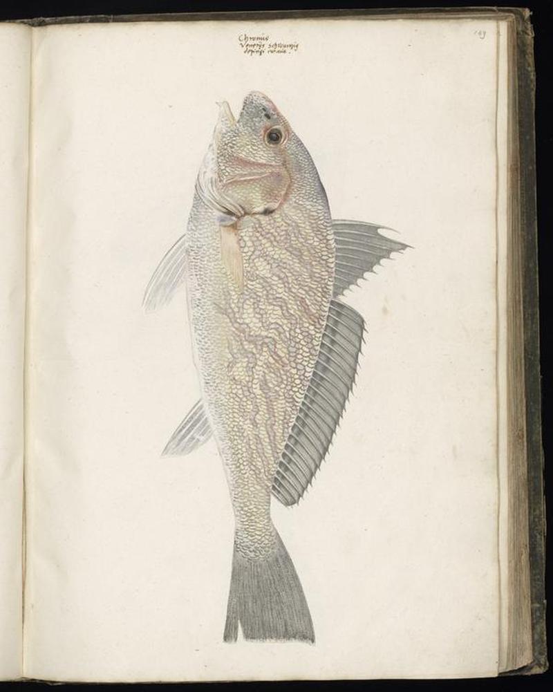Animal drawings collected by Felix Platter, p1 - (21)