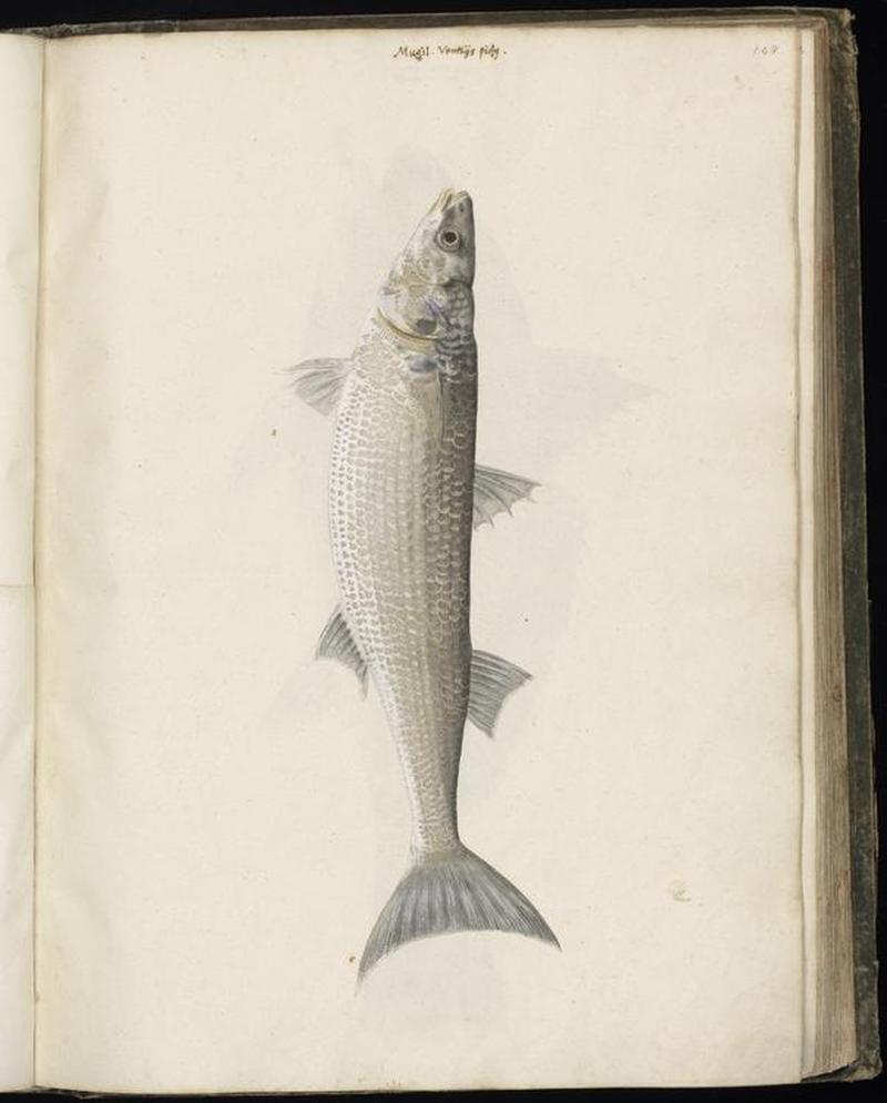 Animal drawings collected by Felix Platter, p1 - (22)