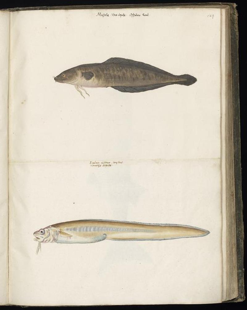 Animal drawings collected by Felix Platter, p1 - (23)