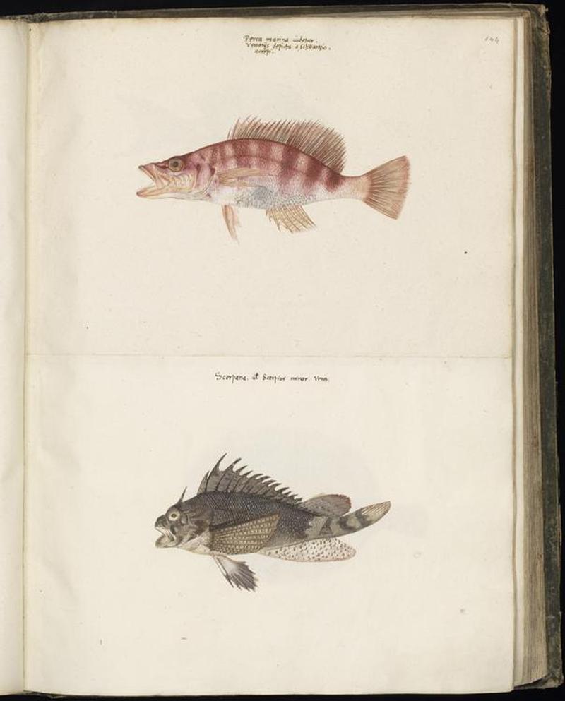 Animal drawings collected by Felix Platter, p1 - (24)