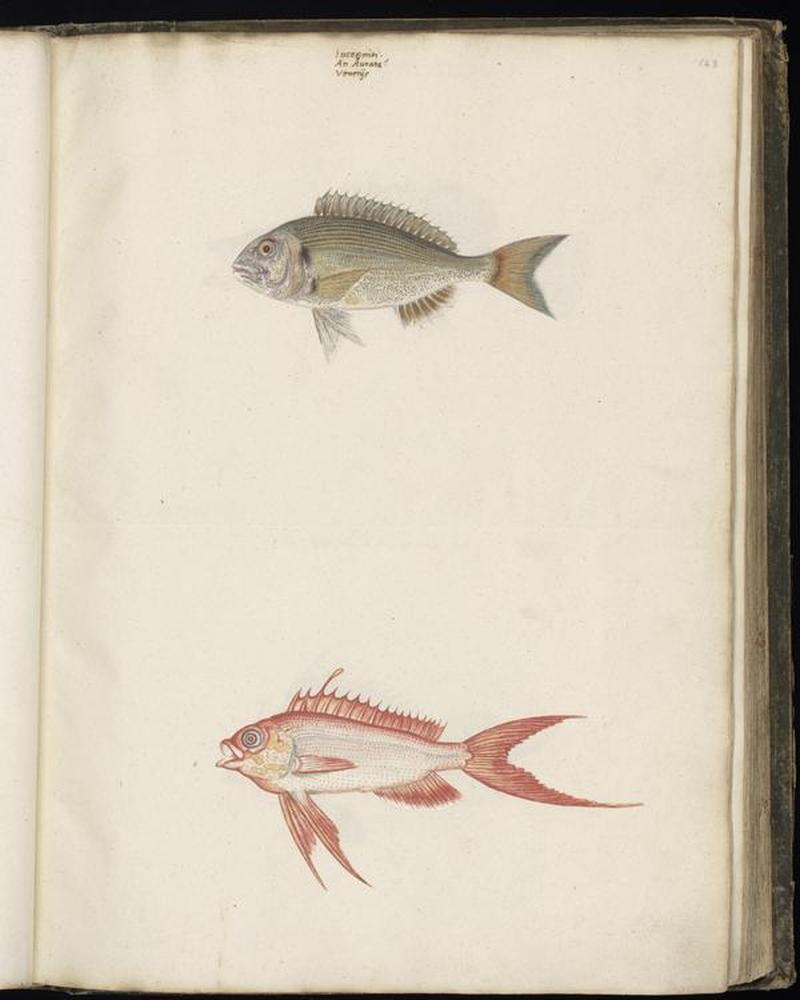 Animal drawings collected by Felix Platter, p1 - (25)
