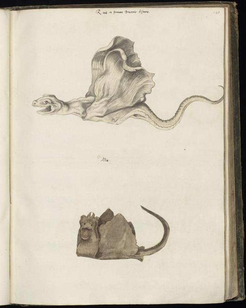 Animal drawings collected by Felix Platter, p1 - (26)