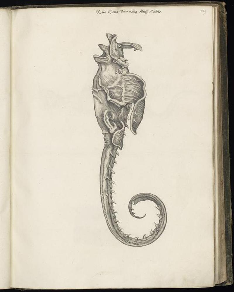 Animal drawings collected by Felix Platter, p1 - (27)