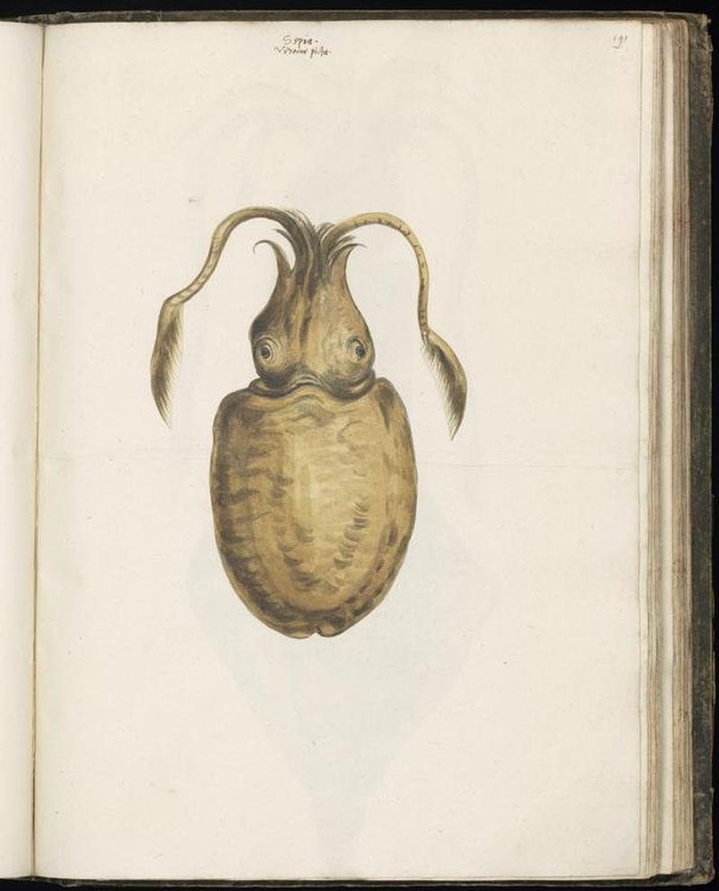 Animal drawings collected by Felix Platter, p1 - (3)