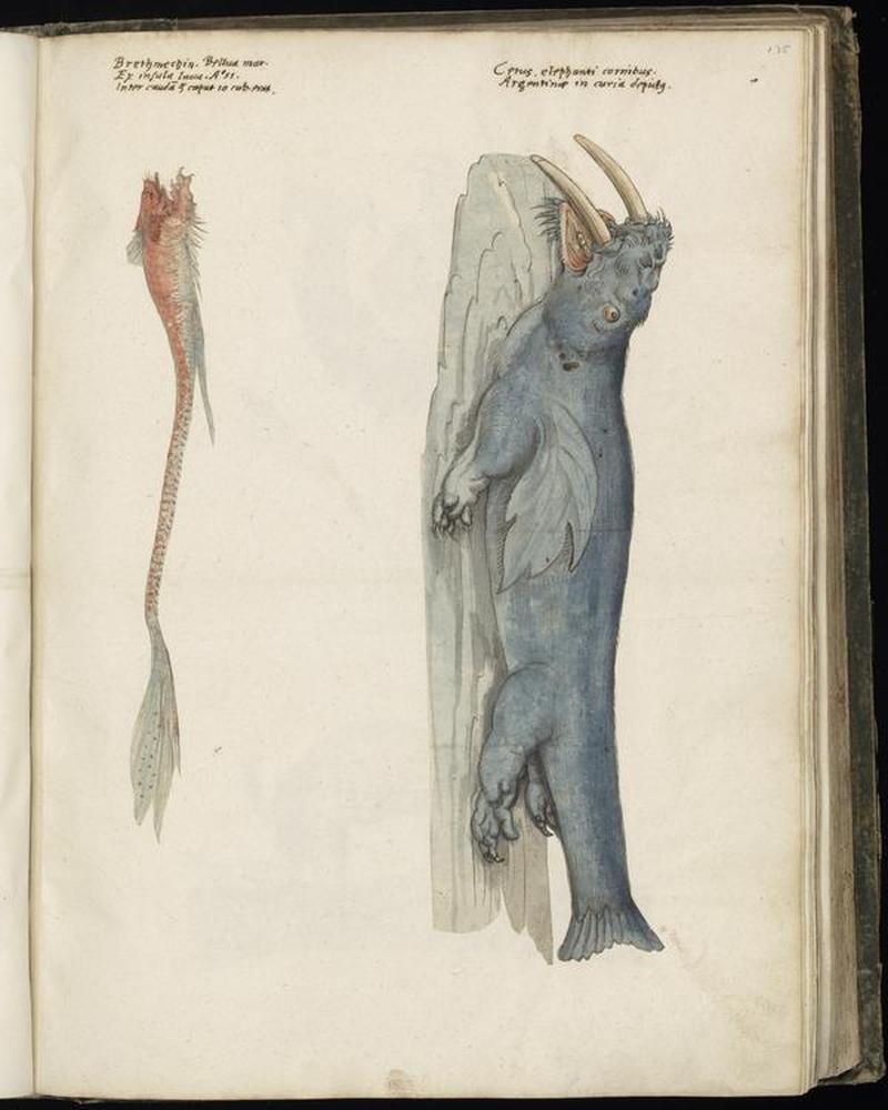 Animal drawings collected by Felix Platter, p1 - (30)