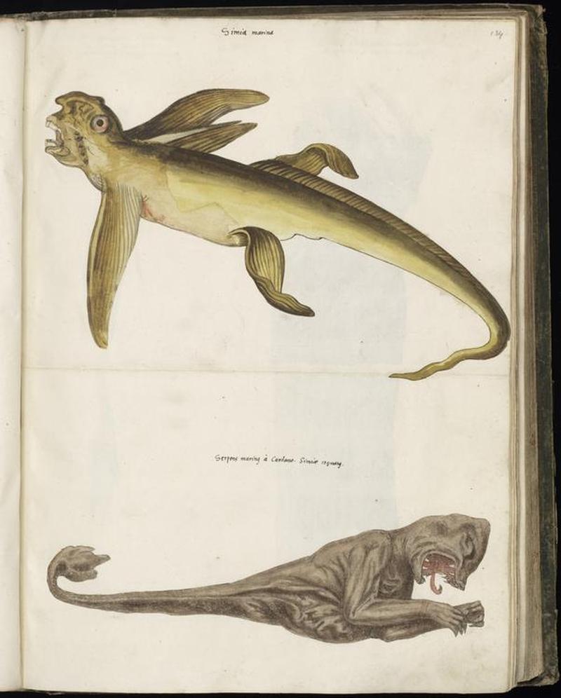 Animal drawings collected by Felix Platter, p1 - (31)
