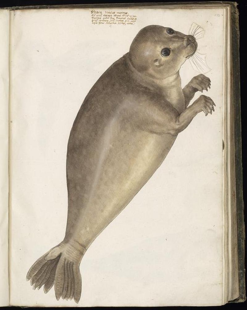 Animal drawings collected by Felix Platter, p1 - (32)
