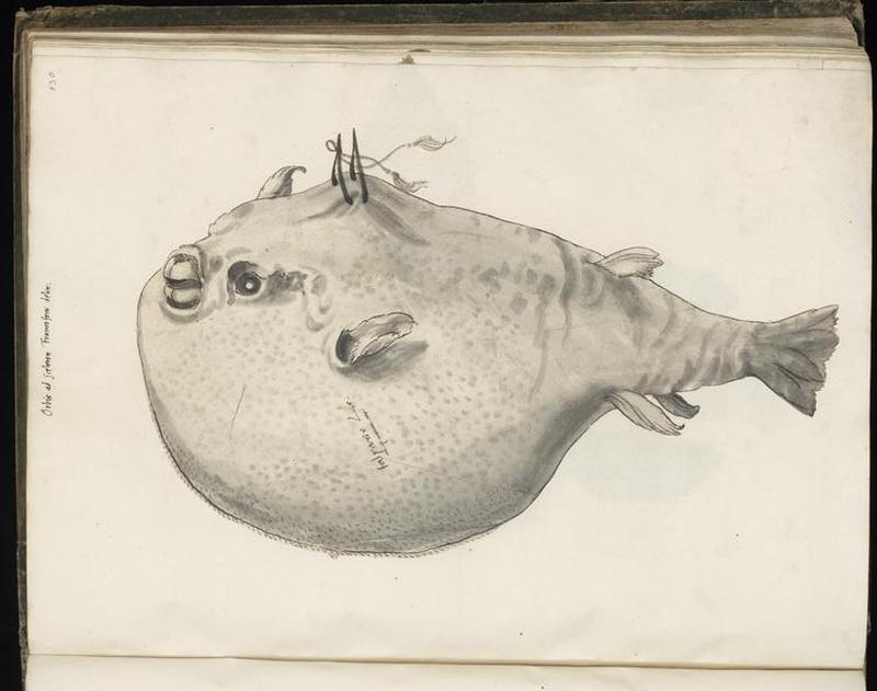 Animal drawings collected by Felix Platter, p1 - (34)