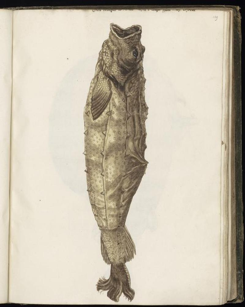 Animal drawings collected by Felix Platter, p1 - (35)