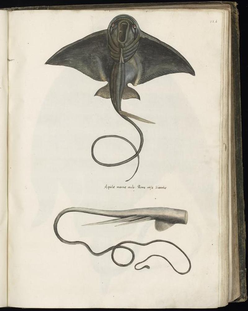 Animal drawings collected by Felix Platter, p1 - (36)
