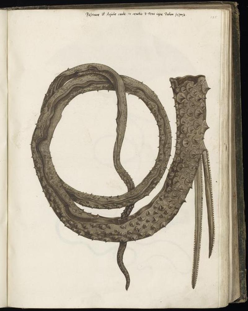 Animal drawings collected by Felix Platter, p1 - (37)