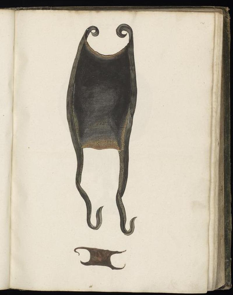 Animal drawings collected by Felix Platter, p1 - (38)