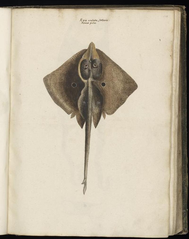 Animal drawings collected by Felix Platter, p1 - (39)