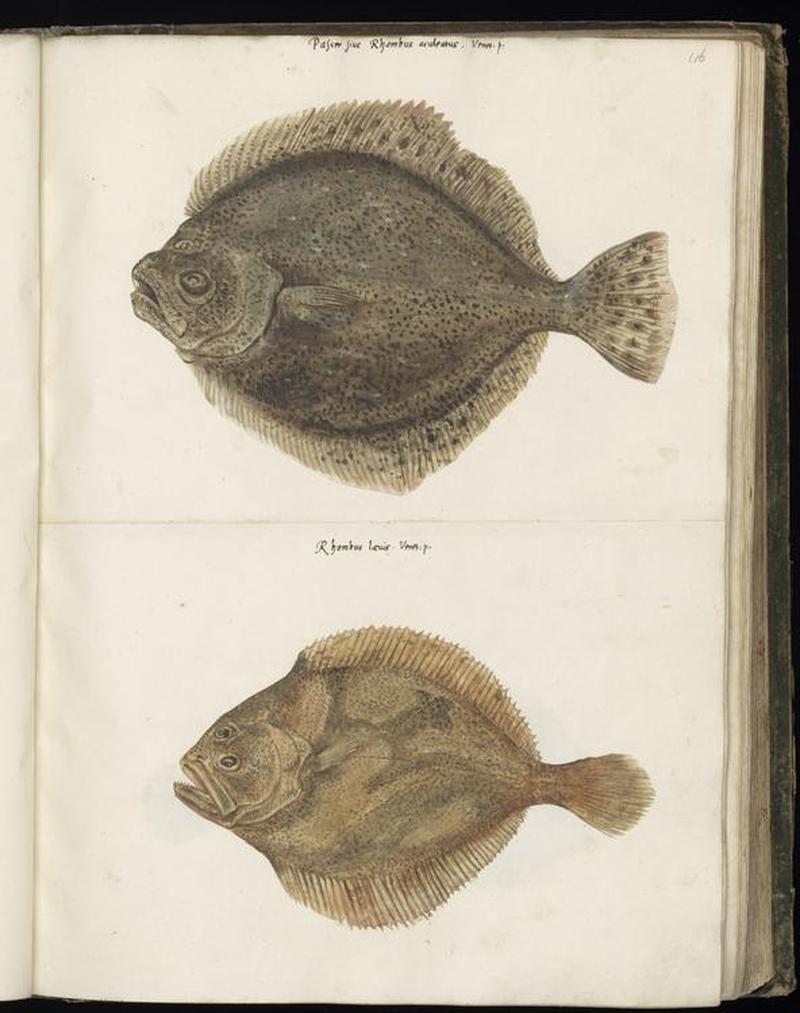 Animal drawings collected by Felix Platter, p1 - (41)