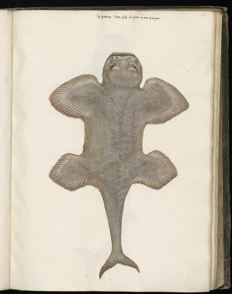 Animal drawings collected by Felix Platter, p1 - (42)