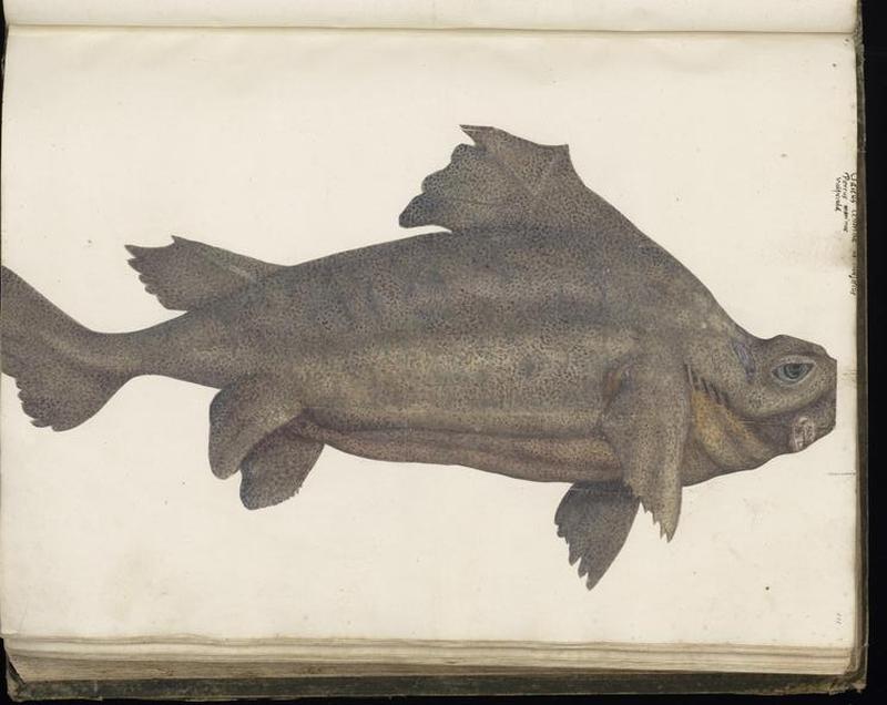 Animal drawings collected by Felix Platter, p1 - (43)