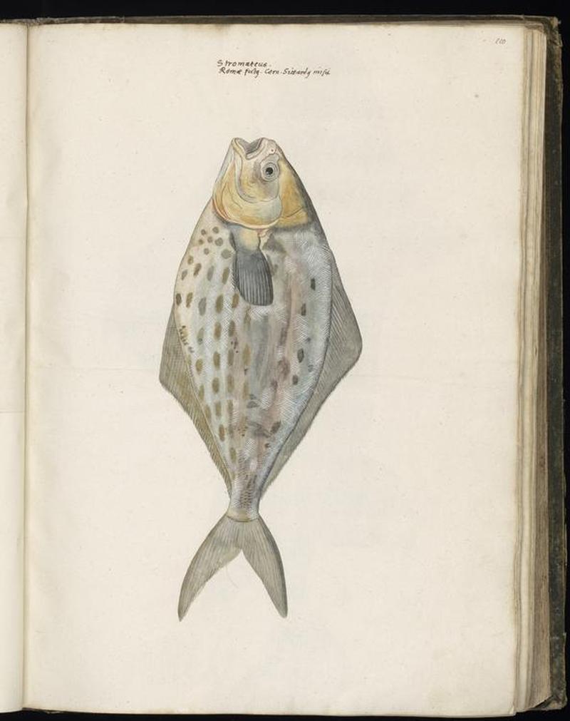 Animal drawings collected by Felix Platter, p1 - (44)