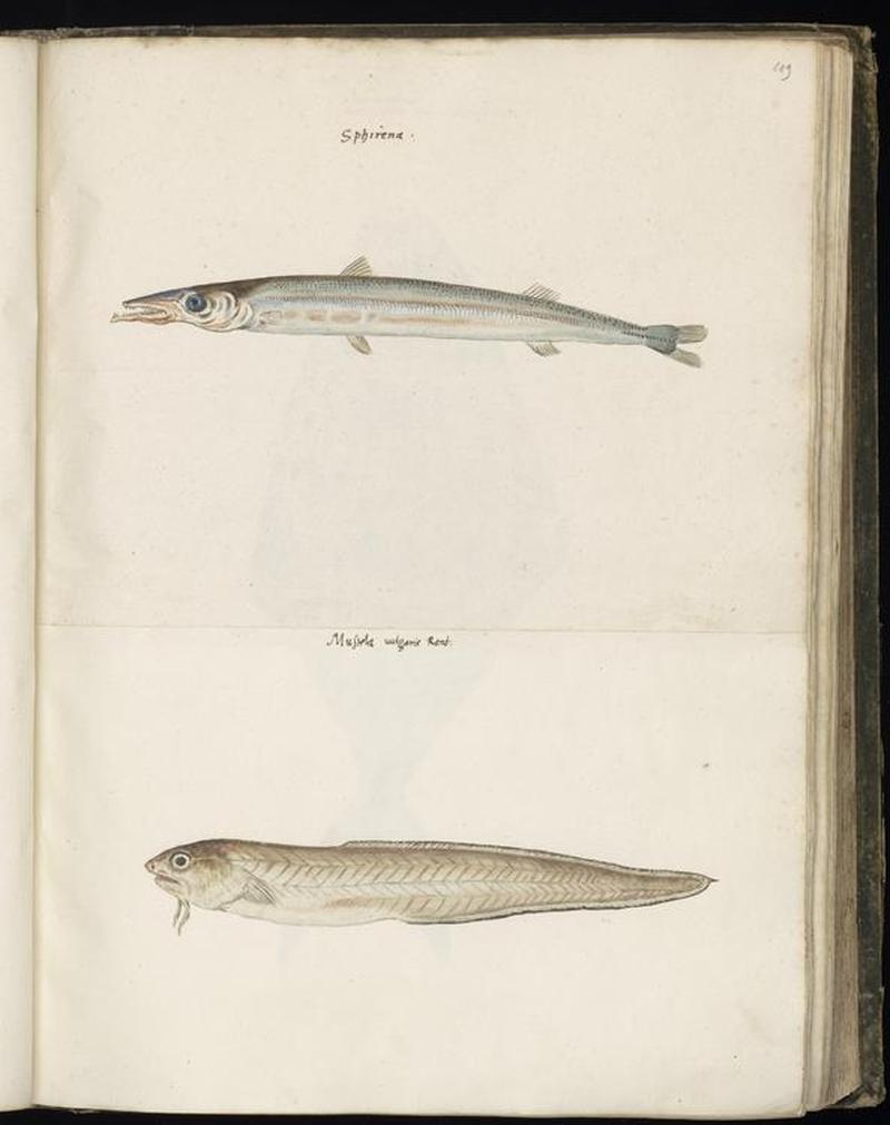 Animal drawings collected by Felix Platter, p1 - (45)
