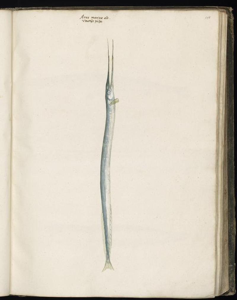 Animal drawings collected by Felix Platter, p1 - (46)