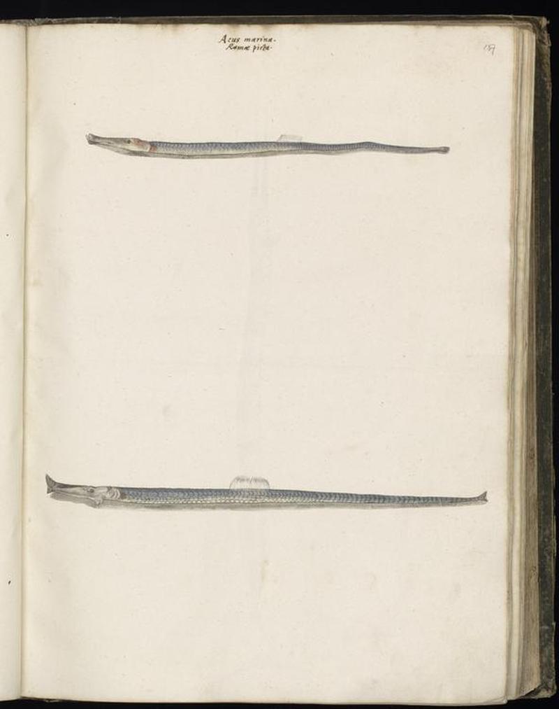 Animal drawings collected by Felix Platter, p1 - (47)